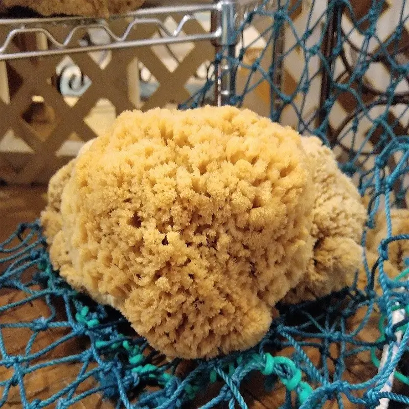 5-6 inch Yellow Sea Sponge - Apalachicola Sponge Company